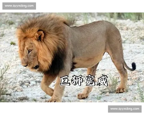 南非雄狮碾压野蛮人队，友谊赛狂揽 35 分创纪录